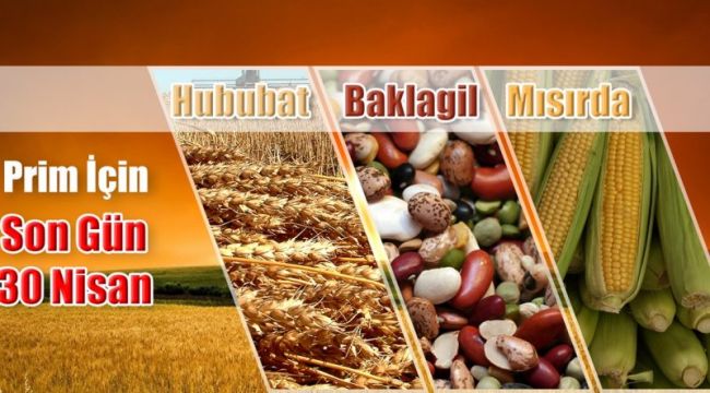 Hububat, baklagil ve mısırda prim başvurusu için son gün 30 Nisan…