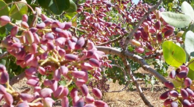 Urfa fıstığı çeşitli sektörlerde değerlendirilecek