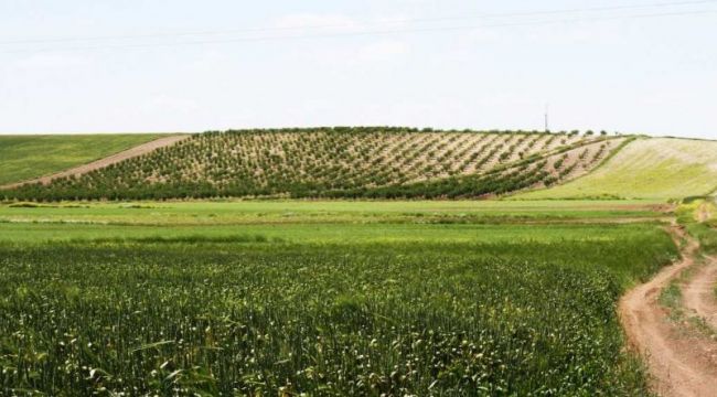 Arazi Toplulaştırma İşlemi Sürüyor