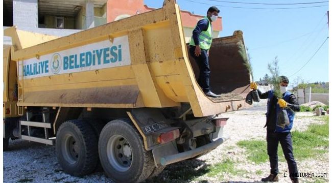 Haliliye Kırsalına Fidan Dağıtımı Sürüyor