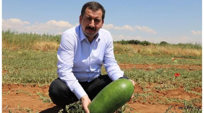 Karaköprü'de tat karpuzunun coğrafi işareti alınıyor