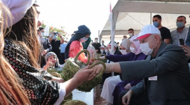 Eski Başbakan Binali Yıldırım Şanlıurfa'da fıstık hasadına katıldı