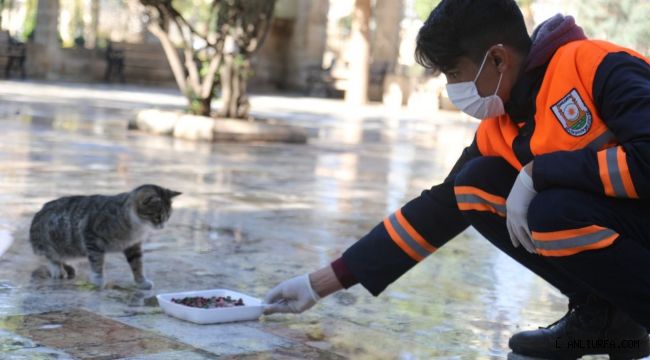 Tam kapanmada sokak hayvanları unutulmadı