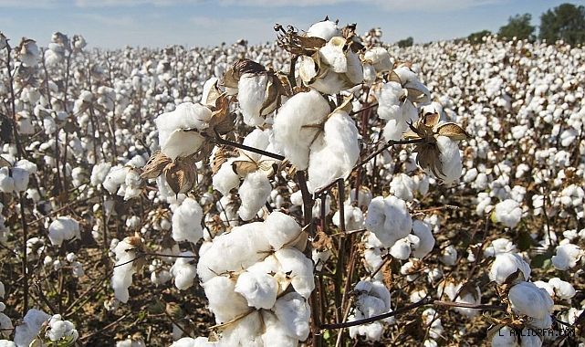 Urfa'da en yüksek fiyata satıldı!