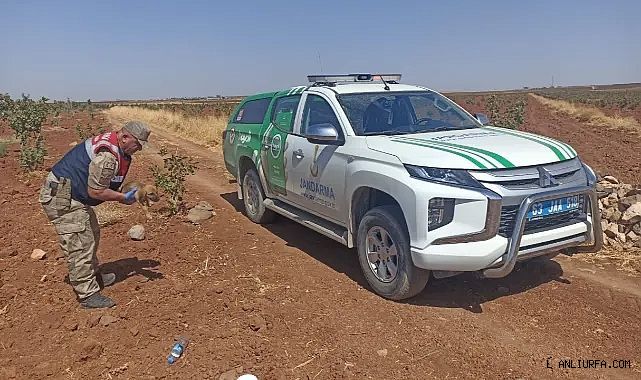 Urfa'da jandarma ekipleri yardıma koştu!