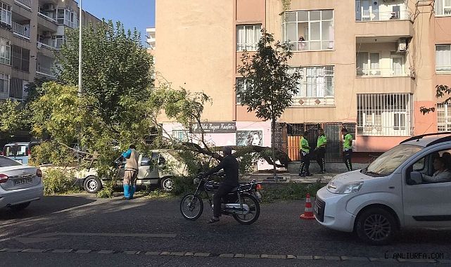 Urfa'da park halindeki otomobilin üzerine ağaç devrildi!