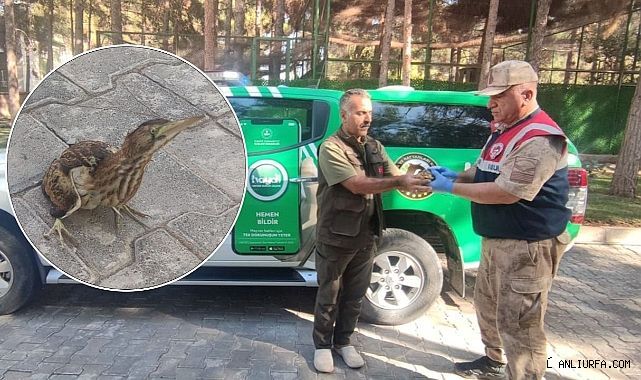 Urfa'da yaralı halde bulundu! HAYDİ ekibi koruma altına aldı!