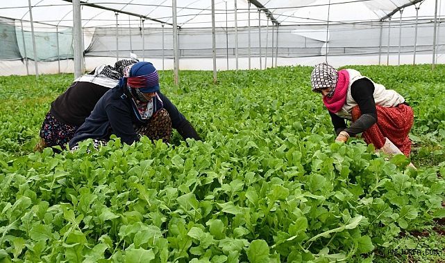 Kadın İstihdamına Yön Veren Seralarda Hasat Sürüyor