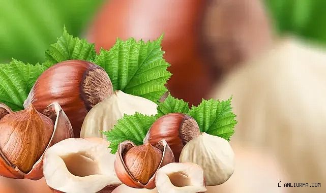 Fındıkta korkutan gelişmeler! Üreticiler endişeli