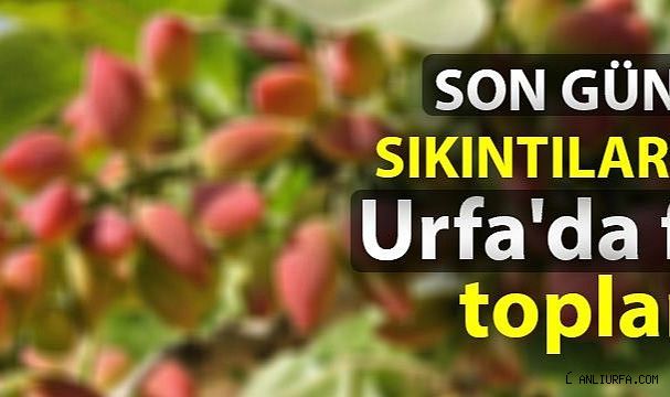 Son günlerde sıkıntılar arttı! Urfa'da fıstık toplantısı!