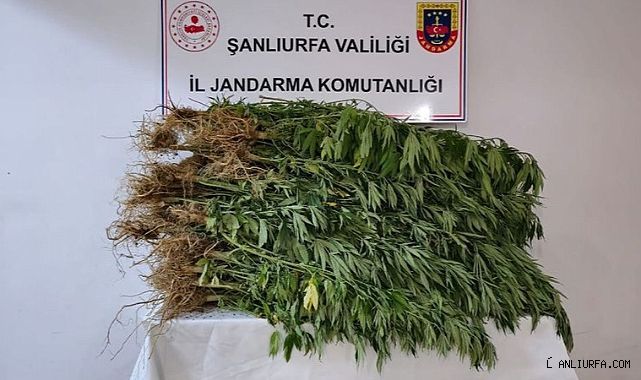 Urfa'da bir evin bahçesinde ele geçirilenler şoke etti!