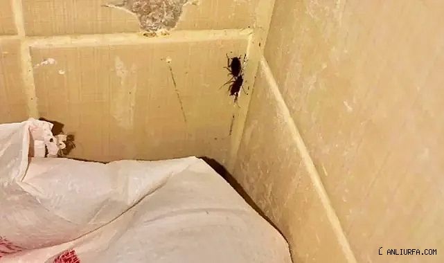 Urfa'da mide bulandıran görüntü! Fırında hamam böcekleri cirit atıyor!