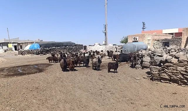 6 mahalleyi kapsayacak! Urfa'daki projede yeni gelişme!