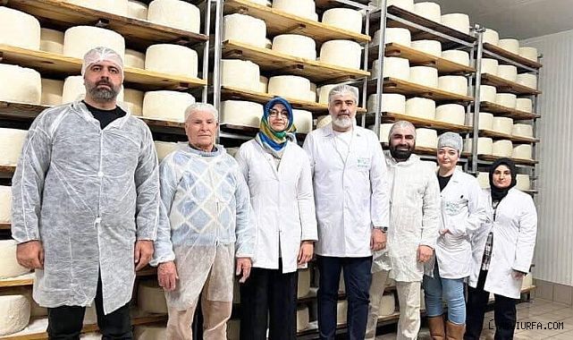 Ceylanpınar'dan Amerika'ya Peynir İhracı