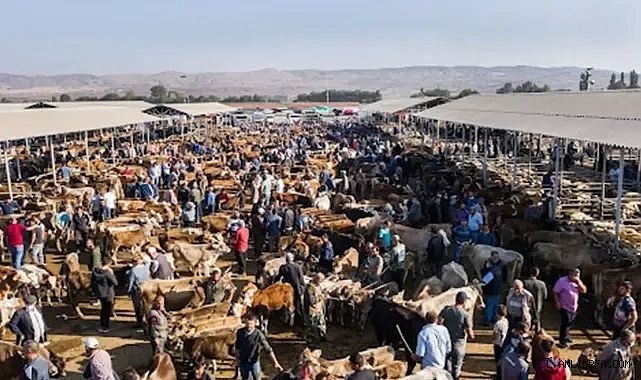 Şap tehlikesi sürüyor! Şanlıurfa'da bir hayvan pazarı daha kapatıldı!