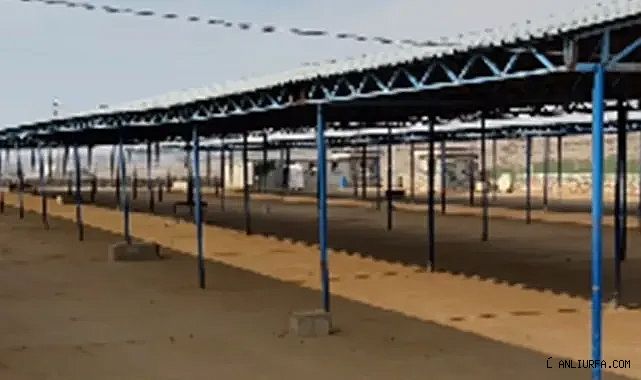 Urfa'da şap hastalığı görüldü! Hayvan pazarı kapatıldı!