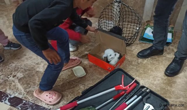 Şanlıurfa’da yavru kediler için itfaiye seferber oldu!