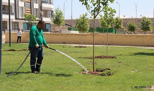 Haliliye Belediyesi Yeşil Alan Çalışmalarıyla Yaşam Kalitesini Artırıyor