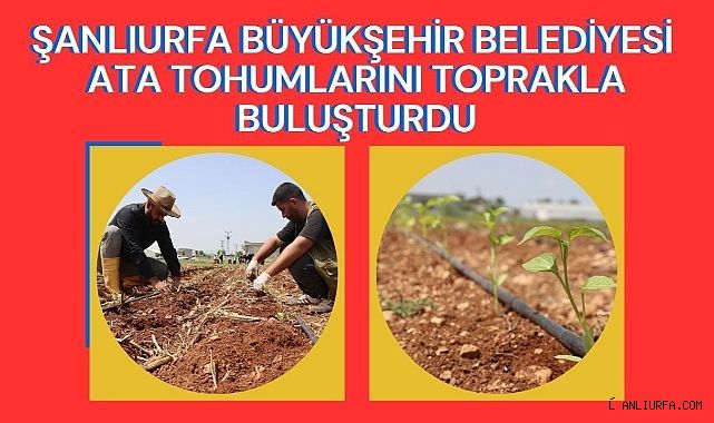 Şanlıurfa Büyükşehir Belediyesi Ata Tohumlarını Toprakla Buluşturdu