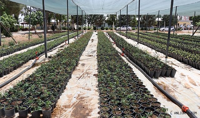 Şanlıurfa Büyükşehir Belediyesi'nden Yeşil Alanlara Yerli Üretim Desteği