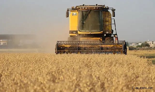 90 dönümlük alanda ekildi! Şanlıurfa Büyükşehir Belediyesi hasada başladı!