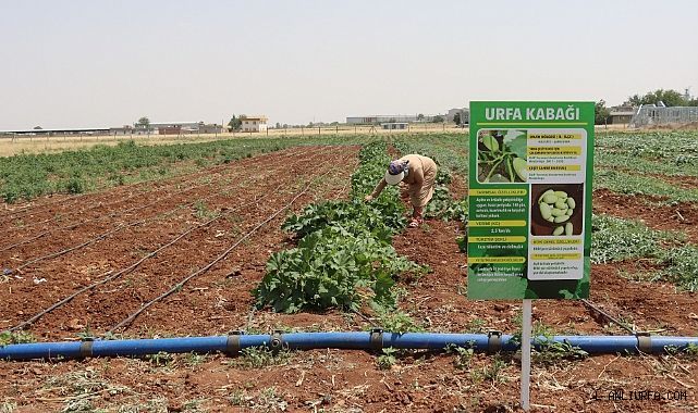 Büyükşehir, İlk Ata Tohumu Hasadını Gerçekleştirdi