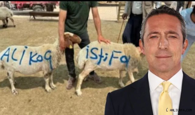 Şanlıurfa'da kurbanlık üzerinden Ali Koç'a mesaj!