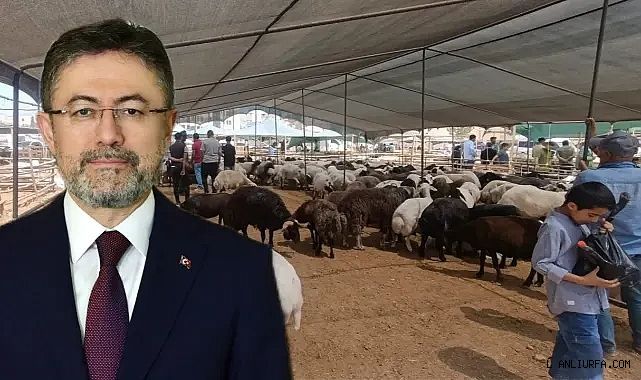 Satılamayan kurbanlıkları ESK alacak! İşte belirlenen fiyatlar