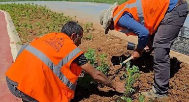 Eyyübiye Belediyesi, Kendi Seralarında Yetiştirdiği Fidanlarla Parkları Yeşillendiriyor