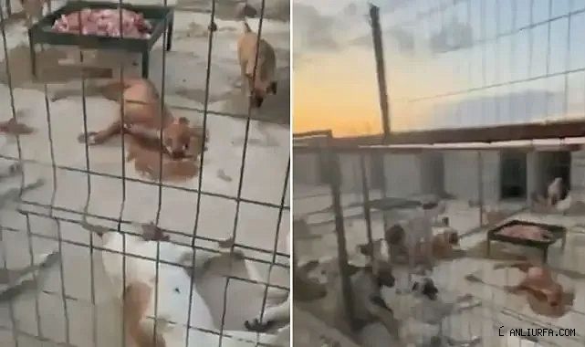 Suruç Belediyesi'ne ait barınakta köpekler ölüme terk edildi!