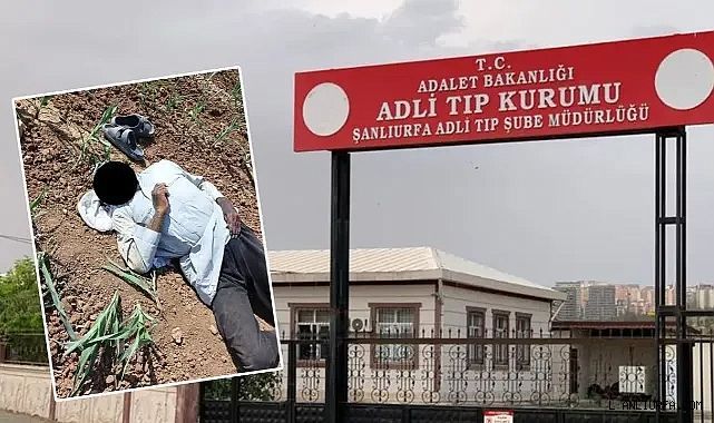 Urfa'da cesedi mısır tarlasında bulunmuştu! Kimliği belli oldu!
