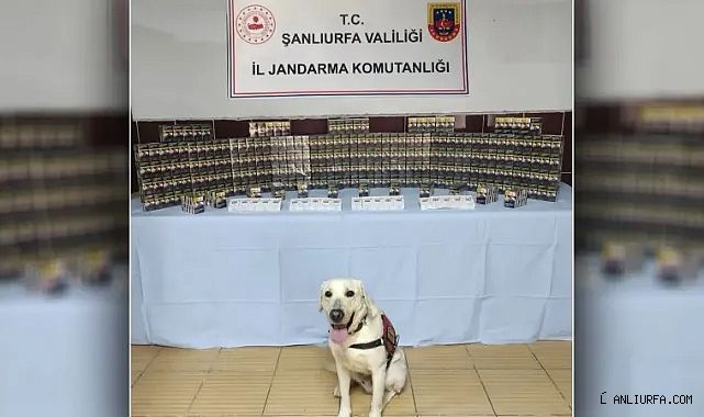 Urfa'da binlerce paket ele geçirildi!