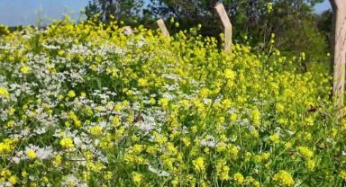 Ceylanpınar'da Bahar Coşkusu: Doğanın Uyanışı Görüntülendi