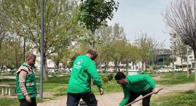 Haliliye'de Bahar Hazırlıkları: Park ve Yeşil Alanlara Yeni Ağaçlar Dikiliyor