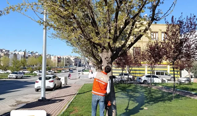 Haliliye'de Bahar Hazırlıkları: Yeşil Alanlar Yeniden Şekilleniyor