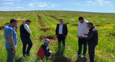 Şanlıurfa'da Fıstık Bahçelerinde Verimlilik Artırıcı Tavsiyeler