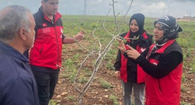 Şanlıurfa'da Fıstık ve Zeytin Bahçelerinde İncelemeler Yapıldı