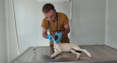 Başkan Çiftçi, Karaköprü Sokak Hayvanları Bakımevi'nde İncelemelerde Bulundu